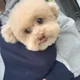 코드코두