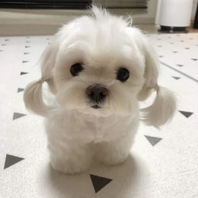 안농