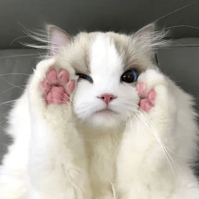 하마