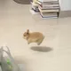 바닐라딜