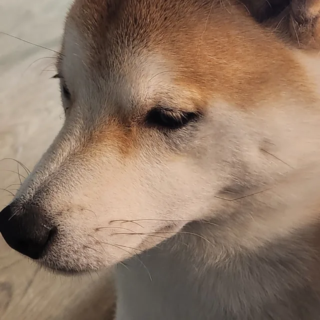 깡식