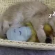 초코사랑