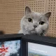 플라이