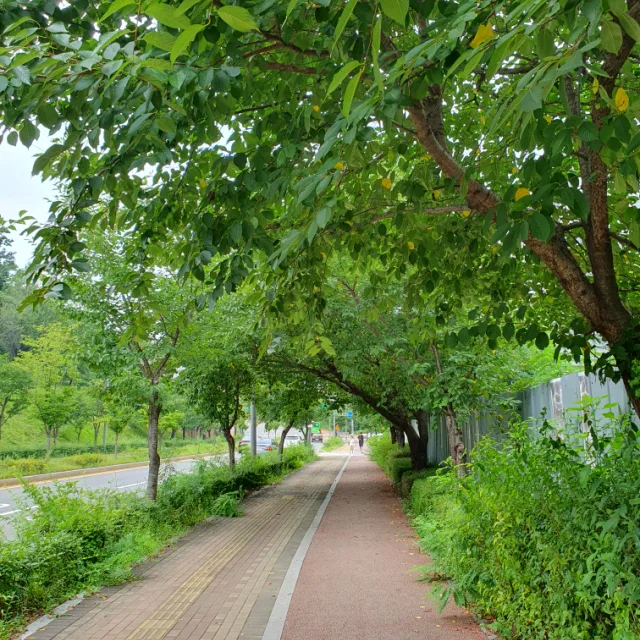 사랑비