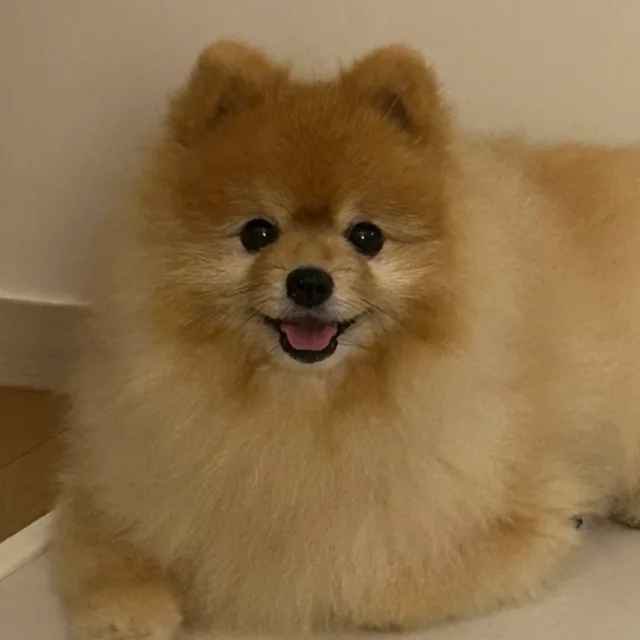 뚜디니