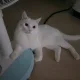 당근케잌