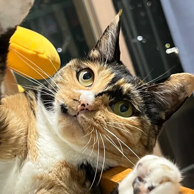 애용이엄마