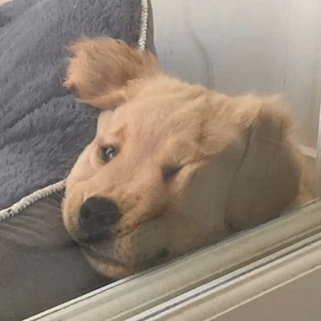 오연두