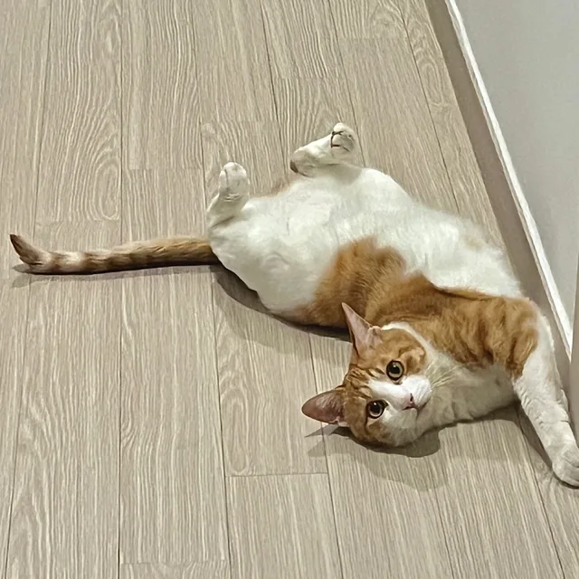 비어맘