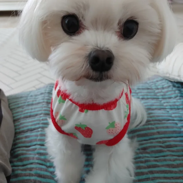 동천동행복이
