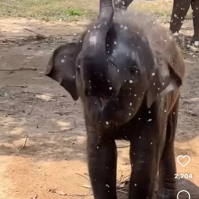 끼리꼬
