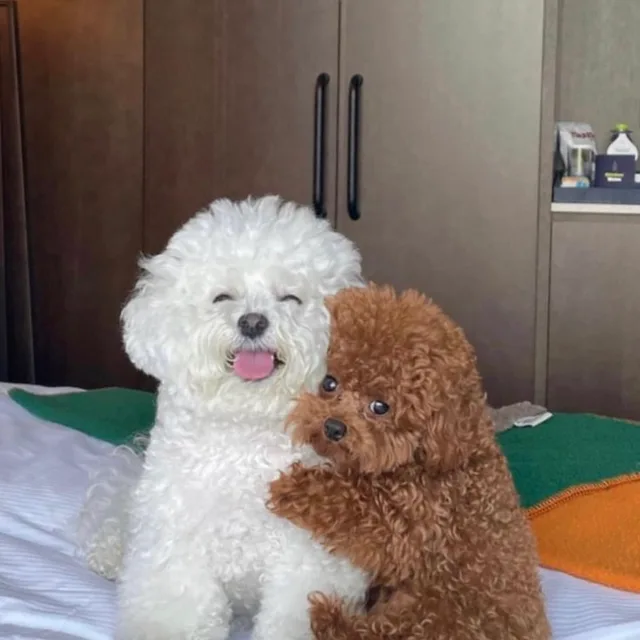 두두닝