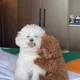 두두닝