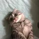 모찌맘