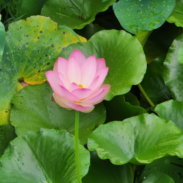 별꽃