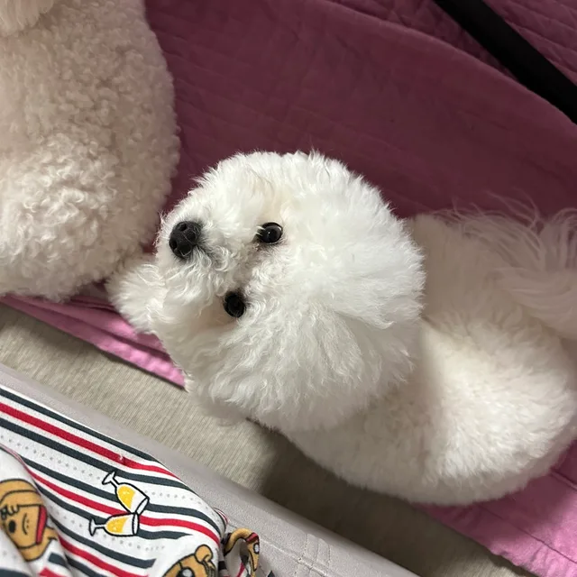 맘보네