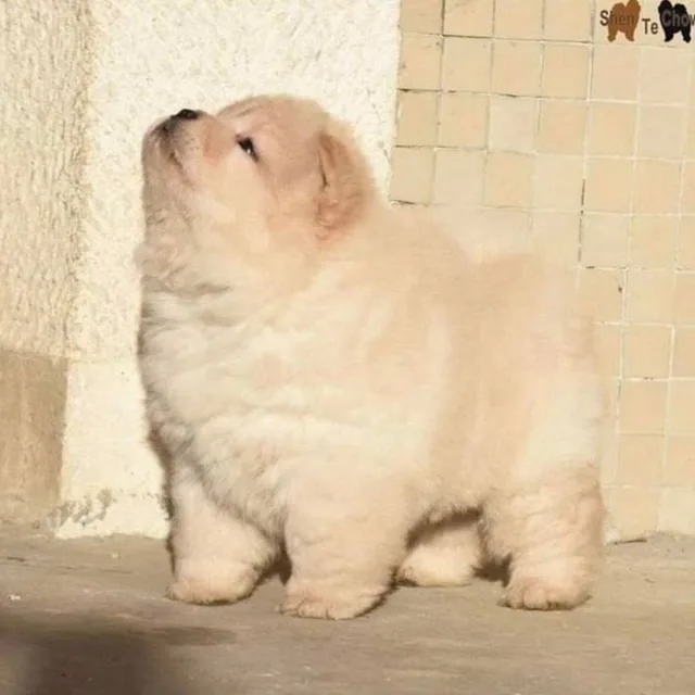 멍냥
