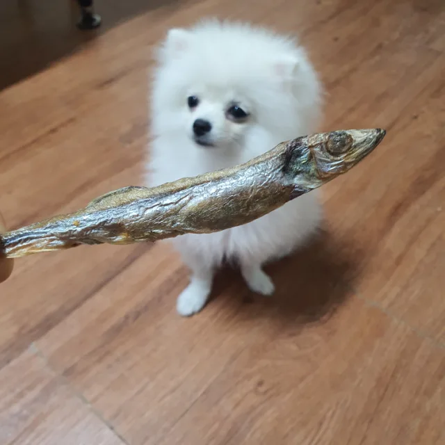 꿀꿀잉