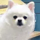 팟찌댁
