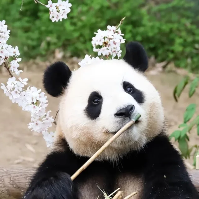 콩콩이