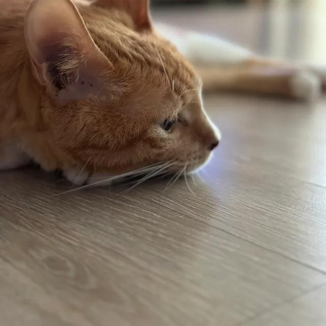 심바눈나