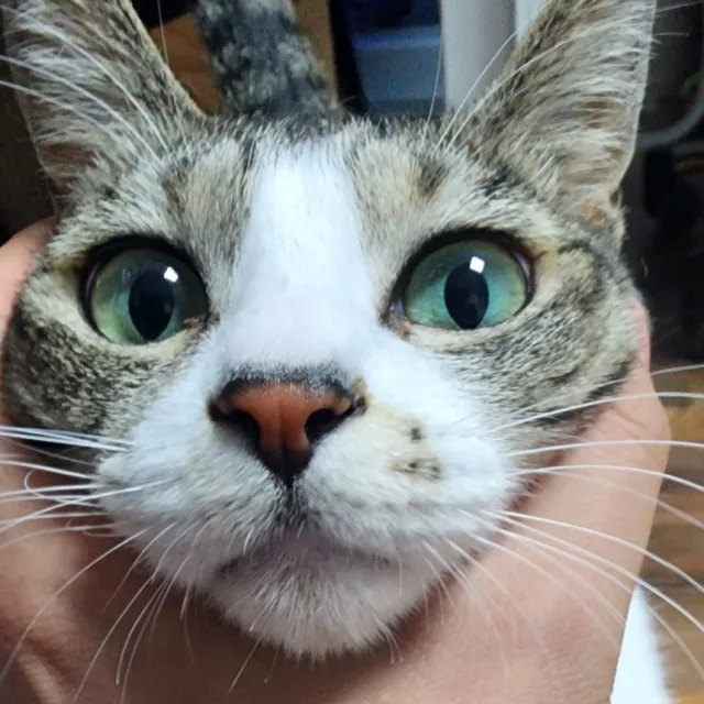 파닭이