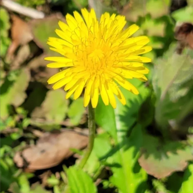 민들레요