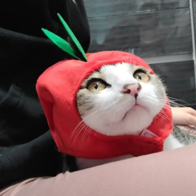 당근냥