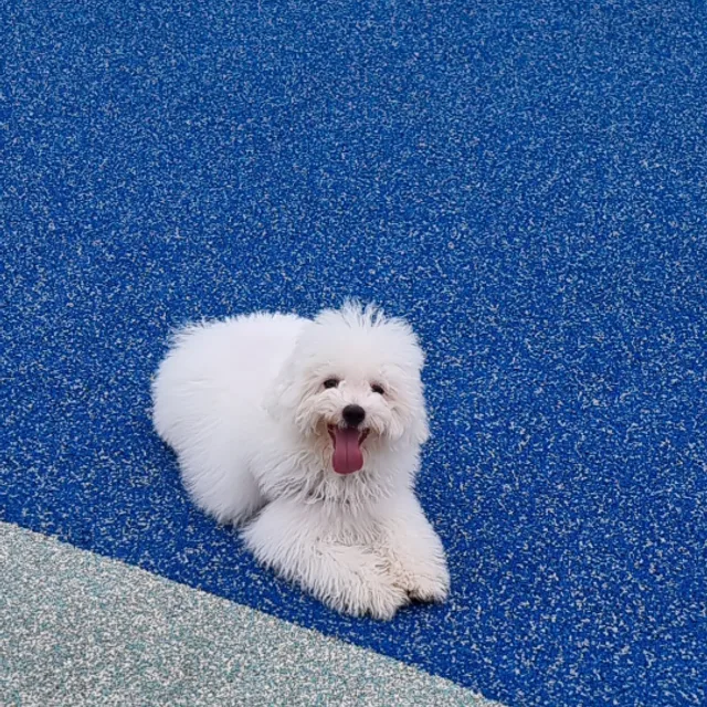 처음처럼