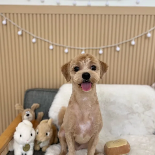봉봉