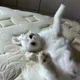 송알