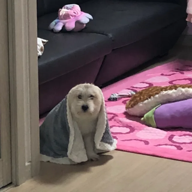 춘삼