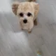 부꾸