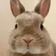 바보온달