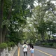 푸른솔잎