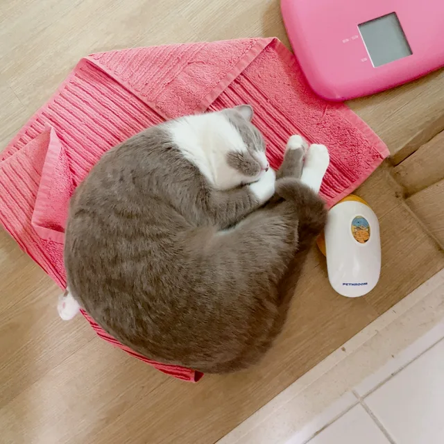 폴라베어