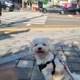 몽글이