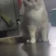 냥냥이님