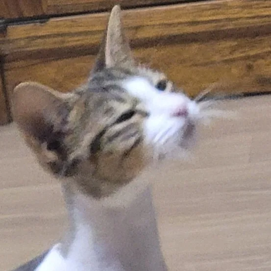 냥냥