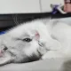 루이