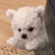 유쟤쟤