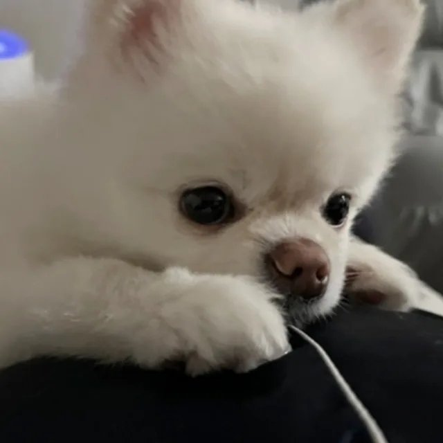 폴라리스J