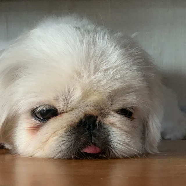 김코코