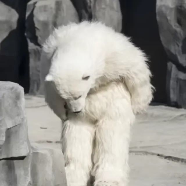 죠슈아