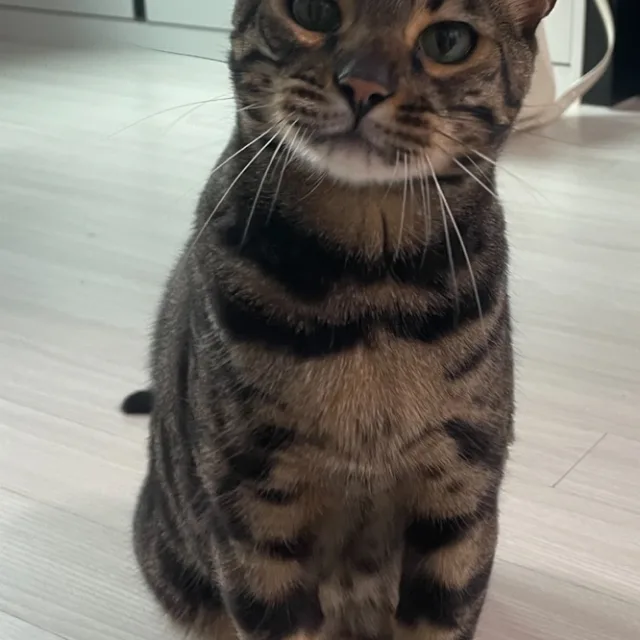 아몽