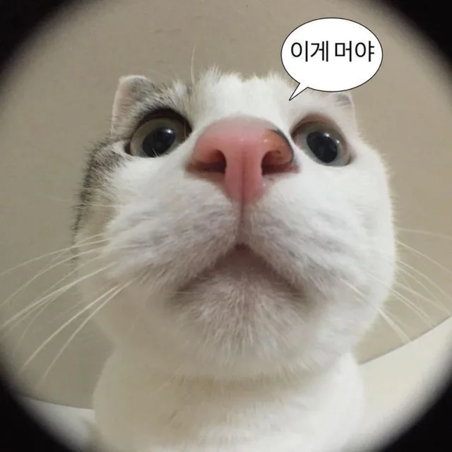 고양이노