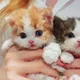 판매왕