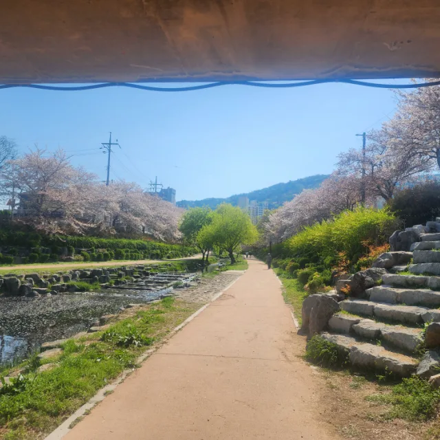학새