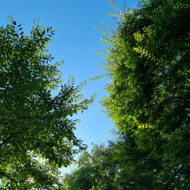 지니별