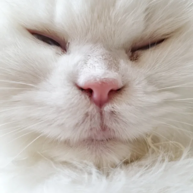 까옹